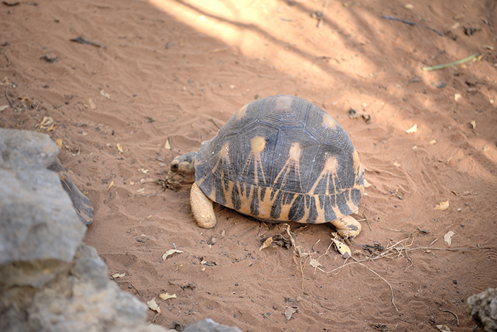 Tortoise